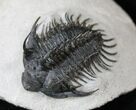 Spiny Comura Trilobite Fossil - Long #16075-5